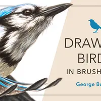 Drawing Birds in Brush & Ink