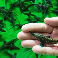 Бизнес на разведении осетровых рыб