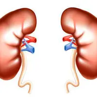 Здоровые почки