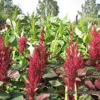 Технология выращивания амаранта