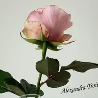 Роза Duett из зефирного фоамирана