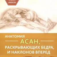 Анатомия асан, раскрывающих бедра, и наклонов вперед
