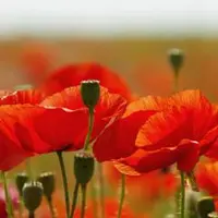 Фактурный Маковый Букет