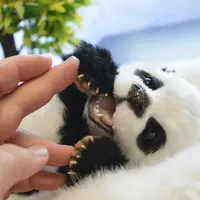 МК по созданию панды