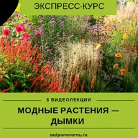 Модные растения - дымки