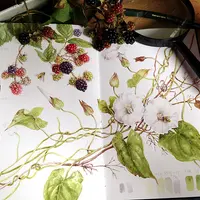 Ботаническая иллюстрация. Скетчбук