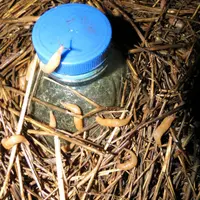 Защита от прожорливых слизней