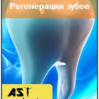 Регенерация зубов