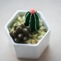 Украшение тортов: суккуленты и кактусы