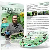 Большой урожай огурцов без лишних затрат