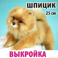 Шпиц тедди в стиле натюр