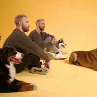 Онлайн-курс по дрессировке собак (базовое обучение)