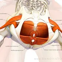Тазовое дно