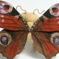 Клееный фетр: крылья бабочки «Павлиний глаз»
