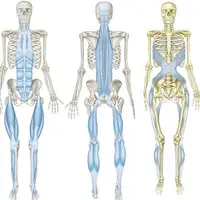Anatomy Trains: Myofascial Meridians