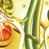 Почки - основа жизни