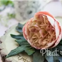 Пионы сладкие