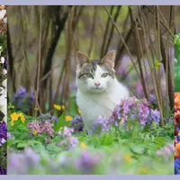 Предчувствие весны