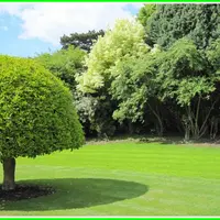 Функциональный подбор древесных для сада