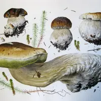 Грибы акварелью. Практика