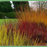 Использование метода порослевой культуры