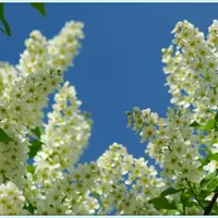 Ароматные древесные