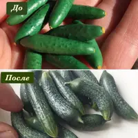 Колючие огурчики