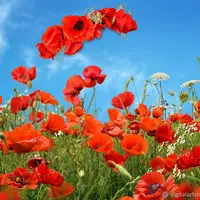 Фотошаблон "Портрет в маковом поле"