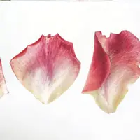 Все о розах. Практика