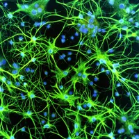 Не только нейроны: клетки нервной системы