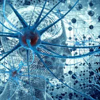 Нейрофизиология поведения