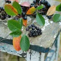 Зельеварение. Октябрь