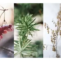 Зимние дикие букеты