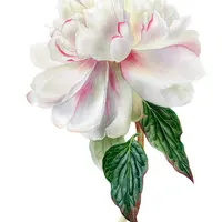 Белые цветы акварелью. Практика