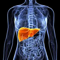 Печень. Глобальный детокс