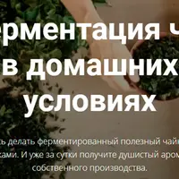 Ферментация чая в домашних условиях