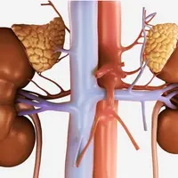 Надпочечники, их гормоны и роль в регуляции работы эндокринной системы
