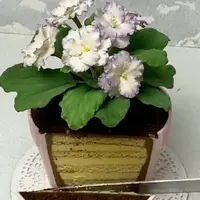 Фиалки в горшке