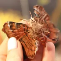 Бабочка Павлиний глаз