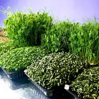 Организация и правильные продажи бизнеса микрозелени