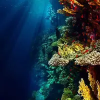 Коралловый риф + Южное море