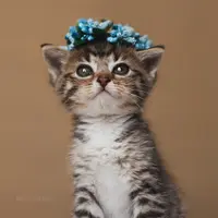 Урок пастели: Котёнок