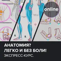 Анатомия? Легко! И без боли