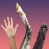 Руки и ноги. Интерактивная лекция для детей и родителей