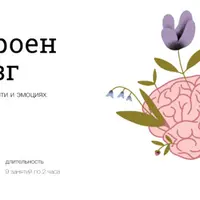 Как устроен наш мозг