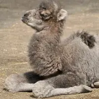 Вебинар-воркшоп «Колено»