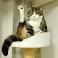 Тазобедренный сустав и его цепи. Основы биомеханики, преабилитация, эстетика