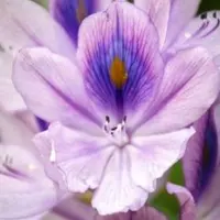 Активация сектора романтики Тянь Си