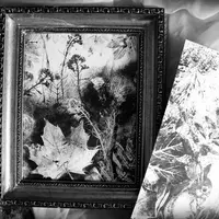 Моно. Ботаническая живопись