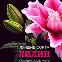 Розы, пионы, георгины и лилии: лучшие сорта